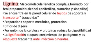 Lignina: Macromolécula fenolica compleja.formado por
fenilpropanoide(alcohol coniferilico, cumarico y sinapílico)
•Se encuentra en la pared celular de tejidos de soporte y
transporte “ traqueidas”
•Proporciona soporte mecánico, protección
•Difícil de digerir
•Por unión de la celulosa y proteínas reduce la digestibilidad
•La lignificación bloquea crecimiento de patógenos y es
respuesta frecuente ante infección o heridas.
 