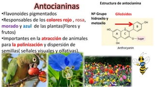 Antocianinas
•Flavonoides pigmentados
•Responsables de los colores rojo , rosa,
morado y azul de las plantas(Flores y
frutos)
•Importantes en la atracción de animales
para la polinización y dispersión de
semillas( señales visuales y olfativas).
Glicósidos
Estructura de antocianina
Nº Grupo
hidroxilo y
metoxilo
 