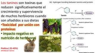 Los taninos son toxinas que
reducen significativamente el
crecimiento y supervivencia
de muchos herbívoros cuando
son añadidos a sus dietas
•Toxicidad por unión con
proteínas
• impacto negativo en
nutrición de herbívoros
Prolina ( 25-45%)
afinidad por taninos
 