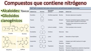 Compuestos que contiene nitrógeno
•Alcaloides: Tóxicos
•Glicósidos
cianogénicos
 