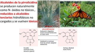 Alcaloides de la pirrolicidina
se producen naturalmente
como N- óxidos no tóxicos ,
reducidos a alcaloides
terciarios hidrofóbicos no
cargados y se vuelven tóxicos
Festuca
arundinacea
 