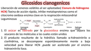 Glicosidos cianogenicos
Liberación de venenos volátiles al ser aplastadas( Cianuro de hidrogeno
HCN) Toxina de acción rápida, inhibe metaloproteinas como el
citocromo oxidasa enzima clave en la respiración mitocondrial
Leguminosas
1. El azúcar es liberado por la glucosidasa enzima que separa los
azucares de las moléculas a las cuales están unidos
2. El producto resultante de la hidrólisis llamado α-hidroxinitrilo o
cianhidrina, se descompone espontáneamente mente a baja
velocidad para liberar HCN ,puede ser acelerado por el enzima
hidroxinitrilo liasa.
 