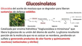 Glucosinolatos
Glicosidos del aceite de mostaza que se degradan para liberan
sustancias de defensa volátiles
Catalizada por enzima hidrolitica “tioglucosidasa o mirosinasa” que
libera la glucosa de su unión del átomo de azufre. La glicona resultante
porción de la molécula que no es azúcar se reordena, perdiendo un
sulfato y generando productos de olor fuerte y químicamente
reactivos( isotiocinatos y nitrilos)
 