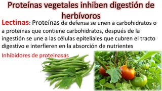 Proteínas vegetales inhiben digestión de
herbívoros
Lectinas: Proteínas de defensa se unen a carbohidratos o
a proteínas que contiene carbohidratos, después de la
ingestión se une a las células epiteliales que cubren el tracto
digestivo e interfieren en la absorción de nutrientes
Inhibidores de proteinasas
 