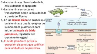 3.-La sistemina es liberada desde la
célula dañada al apoplasto
4.-La sistemina entonces es
transportada desde la hoja dañada
a través del floema
5.-En las células diana se postula que
la sistemina se une la receptor de
la membrana plasmática para
iniciar la síntesis de ácido
jasmónico, regulador del
crecimiento vegetal
6.-El acido jasmónico activa la
expresión de genes que codifican
para inhibidores de proteínas.
 