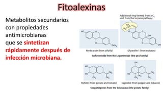 Fitoalexinas
Metabolitos secundarios
con propiedades
antimicrobianas
que se sintetizan
rápidamente después de
infección microbiana.
 