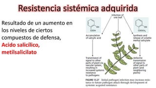Resistencia sistémica adquirida
Resultado de un aumento en
los niveles de ciertos
compuestos de defensa,
Acido salicílico,
metilsalicilato
 