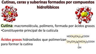Cutinas, ceras y suberinas formados por compuestos
hidrofóbicos
Cutina: macromolécula, polímero, formada por ácidos grasos
•Constituyente principal de la cutícula
Ácidos grasos hidroxilados que polimerizan
para formar la cutina
 