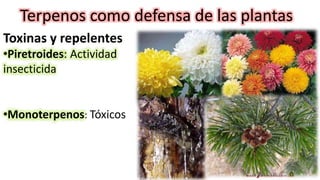 Terpenos como defensa de las plantas
Toxinas y repelentes
•Piretroides: Actividad
insecticida
Chrysantenum
•Monoterpenos: Tóxicos
 