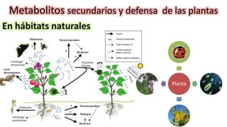METABOLITOS_SECUNDARIOS.pptx