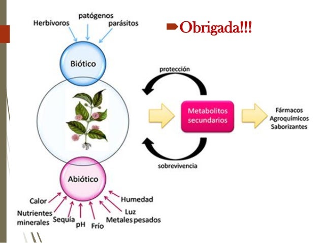 Metabolitos secundarios nas plantas