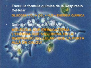 •   Escriu la fórmula química de la Respiració
    Cel·lular
    GLUCOSA + O2  CO2 + H2O + ENERGÍA QUÍMICA


•   Defineix i explica què és l’ATP:
    MOLÈCULA QUÈ EMMAGATZEMA
    L’ENERGIA QUE S’ALLIBERA EN LA
    RESPIRACIÓ CEL·LULAR I QUE LA PORTA
    ALLÀ ON CALGUI
 