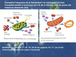 Completa l’esquema de la fotosíntesi i la respiració cel·lular.
  Completa també el símil que se’n fa de la fàbrica. Has de posar els
  mateixos elements (A3)




Realitza els exercicis 17, 18, 19 i 20 de les pàgines 16 i 17. (en el full
d’exercicis. Recorda de copiar l’enunciat)
 