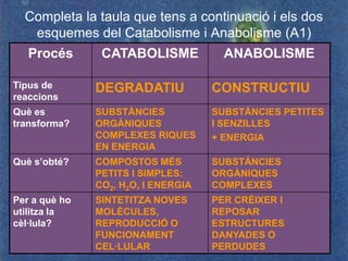 Completa la taula que tens a continuació i els dos
   esquemes del Catabolisme i Anabolisme (A1)
   Procés       CATABOLISME            ANABOLISME

Tipus de       DEGRADATIU            CONSTRUCTIU
reaccions
Què es         SUBSTÀNCIES           SUBSTÀNCIES PETITES
transforma?    ORGÀNIQUES            I SENZILLES
               COMPLEXES RIQUES      + ENERGIA
               EN ENERGIA
Què s’obté?    COMPOSTOS MÉS         SUBSTÀNCIES
               PETITS I SIMPLES:     ORGÀNIQUES
               CO2, H2O, I ENERGIA   COMPLEXES
Per a què ho   SINTETITZA NOVES      PER CRÉIXER I
utilitza la    MOLÈCULES,            REPOSAR
cèl·lula?      REPRODUCCIÓ O         ESTRUCTURES
               FUNCIONAMENT          DANYADES O
               CEL·LULAR             PERDUDES
 
