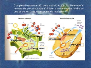 Completa l’esquema (A2) de la nutrició Autòtrofa i Heteròtrofa i
   numera els processos que s’hi duen a terme segons l’ordre en
   que es donen (segons els punts de la pàgina 15).




                                                CATABOLISME
                  CLOROPLAST
                                   MITOCONDRI
CATABOLISME

                                                     ANABOLISME

                    ANABOLISME
 