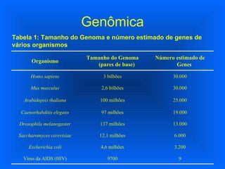 Genômica Tabela 1: Tamanho do Genoma e número estimado de genes de vários organismos  Organismo Tamanho do Genoma (pares de base) Número estimado de Genes Homo sapiens 3 bilhões 30.000 Mus musculus 2,6 bilhões 30.000 Arabidopsis thaliana 100 milhões 25.000 Caenorhabditis elegans 97 milhões 19.000 Drosophila melanogaster 137 milhões 13.000 Saccharomyces cerevisiae 12,1 milhões 6.000 Escherichia coli 4,6 milhões 3.200 Vírus da AIDS (HIV) 9700 9 