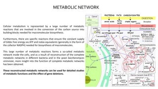 METABOLIC NETWORK
Cellular metabolism is represented by a large number of metabolic
reactions that are involved in the conversion of the carbon source into
building blocks needed for macromolecular biosynthesis.
Furthermore, there are specific reactions that ensure the constant supply
of Gibbs free energy via ATP and redox equivalents (generally in the form of
the cofactor NADPH) needed for biosynthesis of macromolecules.
This large number of metabolic reactions forms a so-called metabolic
network inside the cells, and as a result of reconstruction of the complete
metabolic networks in different bacteria and in the yeast Saccharomyces
cerevisiae, more insight into the function of complete metabolic networks
has been obtained.
These reconstructed metabolic networks can be used for detailed studies
of metabolic functions and the effect of gene deletions.
 
