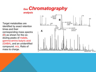 Target metabolites are
identified by exact retention
times and their
corresponding mass spectra
(B) as shown for the co-
eluting peaks of malate,
gamma-amino butyric acid
(GABA), and an unidentified
compound. m/z, Ratio of
mass to charge.
Gas Chromatography
analysis
 