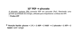10ª PEP → piruvato
A piruvato- quinase (PK) converte PEP em pyruvate (Pyr), libertando uma
grande quantidade de energia, utilizada para impulsionar a síntese de ATP.
• Produz ATP
 Reacção líquida: glucose + 2 Pi + 2 ADP + 2 NAD+
→ 2 piruvato + 2 ATP + 2
NADH + 2 H+
+ 2 H2O
 
