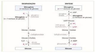 Metabolosmo de Carboidratos Medicin.pptx
