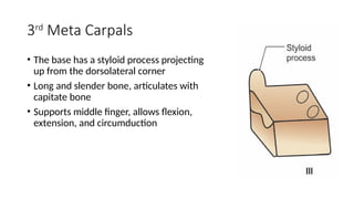 Comprehensive Overview of Metacarpal Bones: Structure and Function | PPTX