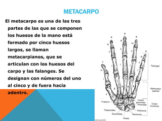 METACARPO
El metacarpo es una de las tres
 partes de las que se componen
 los huesos de la mano está
 formado por cinco huesos
 largos, se llaman
 metacarpianos, que se
 articulan con los huesos del
 carpo y las falanges. Se
 designan con números del uno
 al cinco y de fuera hacia
 adentro.
 