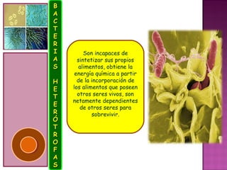 B
A
C
T
E
R
I        Son incapaces de
A     sintetizar sus propios
S      alimentos, obtiene la
     energía química a partir
H     de la incorporación de
E   los alimentos que poseen
      otros seres vivos, son
T
    netamente dependientes
E      de otros seres para
R           sobrevivir.
Ó
T
R
O
F
A
S
 