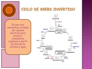 CICLO DE KREBS INVERTIDO



    Es una ruta
metabólica utilizada
    por algunas
  bacterias para
     producir
    compuestos
 orgánicos a partir
   de dióxido de
  carbono y agua.
 