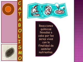 C
A
T
A
B   Reacciones
      químicas
O    llevadas a
L   cabo por los
    seres vivos
I       con la
    finalidad de
S      asimilar
M   nutrientes.

O
 