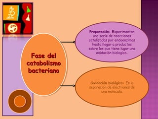 Preparación: Experimentan
                una serie de reacciones
              catalizadas por endoenzimas
                hasta llegar a productos
              sobre los que tiene lugar una
                  oxidación biologica.
 Fase del
catabolismo
bacteriano
               Oxidación biológica: Es la
              separación de electrones de
                     una molecula.
 