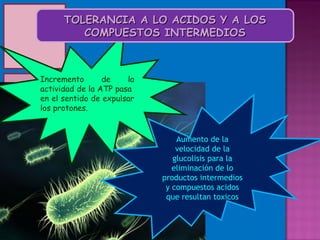 TOLERANCIA A LO ACIDOS Y A LOS
         COMPUESTOS INTERMEDIOS



Incremento       de    la
actividad de la ATP pasa
en el sentido de expulsar
los protones.


                                Aumento de la
                                velocidad de la
                               glucolisis para la
                               eliminación de lo
                            productos intermedios
                             y compuestos acidos
                             que resultan toxicos
 