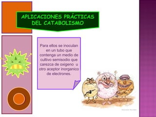 APLICACIONES PRÁCTICAS
   DEL CATABOLISMO



     Para ellos se inoculan
          en un tubo que
     contenga un medio de
      cultivo semisodio que
     carezca de oxigeno u
     otro aceptor inorganico
          de electrones.
 
