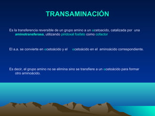 TRANSAMINACIÓNTRANSAMINACIÓN
Es la transferencia reversible de un grupo amino a un αcetoacido, catalizada por una
aminotransferasa, utilizando piridoxal fosfato como cofactor
El a.a. se convierte en αcetoácido y el αcetoácido en el aminoácido correspondiente.
Es decir, el grupo amino no se elimina sino se transfiere a un αcetoácido para formar
otro aminoácido.
 