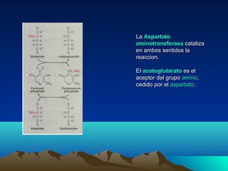 LaLa AspartatoAspartato
aminotransferasaaminotransferasa catalizacataliza
en ambos sentidos laen ambos sentidos la
reaccion.reaccion.
ElEl acetoglutaratoacetoglutarato es eles el
aceptor del grupoaceptor del grupo aminoamino,,
cedido por elcedido por el aspartatoaspartato..
 