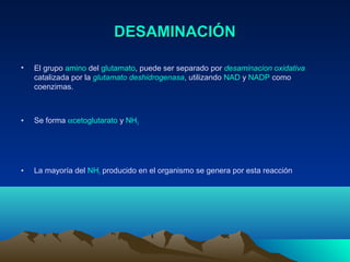 DESAMINACIÓNDESAMINACIÓN
• El grupo amino del glutamato, puede ser separado por desaminacion oxidativa
catalizada por la glutamato deshidrogenasa, utilizando NAD y NADP como
coenzimas.
• Se forma αcetoglutarato y NH3
• La mayoría del NH3 producido en el organismo se genera por esta reacción
 