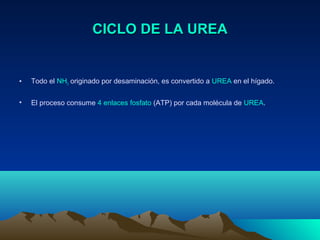 CICLO DE LA UREACICLO DE LA UREA
• Todo el NH3 originado por desaminación, es convertido a UREA en el hígado.
• El proceso consume 4 enlaces fosfato (ATP) por cada molécula de UREA.
 