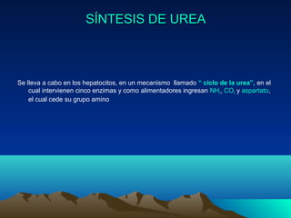 SÍNTESIS DE UREASÍNTESIS DE UREA
Se lleva a cabo en los hepatocitos, en un mecanismo llamado “ ciclo de la urea”, en el
cual intervienen cinco enzimas y como alimentadores ingresan NH3, CO2 y aspartato,
el cual cede su grupo amino
 