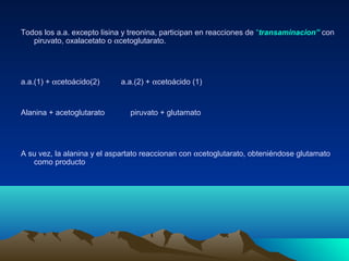 Todos los a.a. excepto lisina y treonina, participan en reacciones de “transaminacion” con
piruvato, oxalacetato o αcetoglutarato.
a.a.(1) + αcetoácido(2) a.a.(2) + αcetoácido (1)
Alanina + acetoglutarato piruvato + glutamato
A su vez, la alanina y el aspartato reaccionan con αcetoglutarato, obteniéndose glutamato
como producto
 