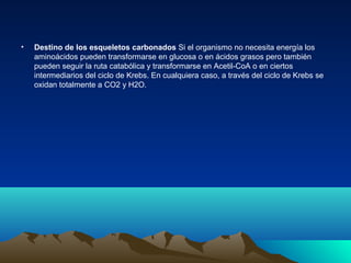 • Destino de los esqueletos carbonados Si el organismo no necesita energía los
aminoácidos pueden transformarse en glucosa o en ácidos grasos pero también
pueden seguir la ruta catabólica y transformarse en Acetil-CoA o en ciertos
intermediarios del ciclo de Krebs. En cualquiera caso, a través del ciclo de Krebs se
oxidan totalmente a CO2 y H2O.
 