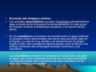 • Excreción del nitrógeno amínico.
• Los animales amoniotélicos excretan el amoniaco directamente al
agua a través de las branquias fundamentalmente. En este grupo
se incluyen muchos invertebrados acuáticos y la mayoría de los
peces
• En los ureotélicos el amoniaco es transformado en urea mediante
un proceso cíclico denominado ciclo de la Urea que tiene lugar en
el hígado. La urea es muy soluble y se transporta por la sangre
hasta el riñón. Son ureotélicos algunos peces, como el tiburón, los
anfibios terrestres (los renacuajos excretan amoniaco) y los
mamíferos.
• Los uricotélicos convierten el amoniaco en ácido úrico, insoluble
en agua, por lo que se excreta en forma de una pasta semisólida.
Los representantes más importantes de estos animales son las
aves, los insectos y los reptiles.
 