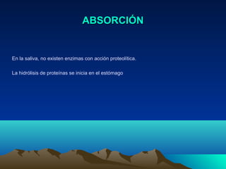 ABSORCIÓNABSORCIÓN
En la saliva, no existen enzimas con acción proteolítica.
La hidrólisis de proteínas se inicia en el estómago
 