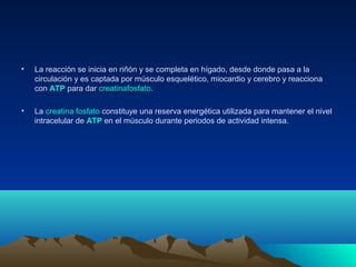 • La reacción se inicia en riñón y se completa en hígado, desde donde pasa a la
circulación y es captada por músculo esquelético, miocardio y cerebro y reacciona
con ATP para dar creatinafosfato.
• La creatina fosfato constituye una reserva energética utilizada para mantener el nivel
intracelular de ATP en el músculo durante periodos de actividad intensa.
 
