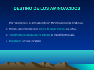 DESTINO DE LOS AMINOACIDOSDESTINO DE LOS AMINOACIDOS
• Una vez absorbidos, los aminoácidos tienen diferentes alternativas metabólicas:
a) Utilización (sin modificación) en síntesis de nuevas proteínas especificas.
b) Transformación en compuestos no proteicos de importancia fisiológica.
c) Degradación con fines energéticos
 