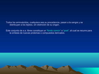 Todos los aminoácidos, cualquiera sea su procedencia, pasan a la sangre y se
distribuyen a los tejidos, sin distinción de su origen.
Este conjunto de a.a. libres constituye un “fondo común” o “pool”, al cual se recurre para
la síntesis de nuevas proteínas o compuestos derivados.
 