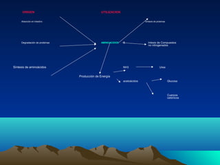 ORIGEN UTILIZACION
Absorción en intestino Síntesis de proteínas
Degradación de proteínas AMINOACIDOS S íntesis de Compuestos
no nitrogenados
Síntesis de aminoácidos NH3 Urea
Producción de Energía
acetoácidos Glucosa
Cuerpos
cetónicos
 