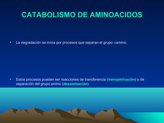 CATABOLISMO DE AMINOACIDOSCATABOLISMO DE AMINOACIDOS
• La degradación se inicia por procesos que separan el grupo αamino.
• Estos procesos pueden ser reacciones de transferencia (transaminación) o de
separación del grupo amino (desaminación)
 