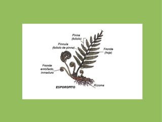 DIVISIÓN  BRIOFITAS 