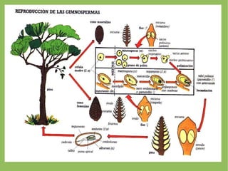 VERDADEROS TEJIDOS.- ESTRUCTURA DE CORMO: RAÍZ, TALLO Y HOJAS. 