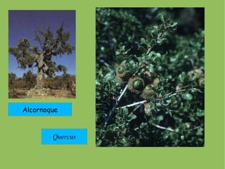 PLANTAS LEÑOSAS PERENNIFOLIAS CONÍFERAS : HOJAS ACICULARES,  