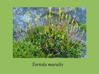 CLASIFICACIÓN División Briofitas 